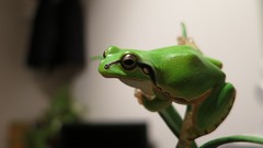 Macro Frogs amphibians