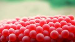 Macro fruits raspberries