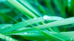 Macro grass