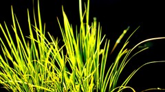 Macro grass