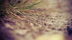 Macro grass