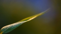 Macro grass