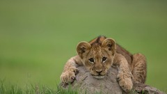 Macro grass Animals cubs rocks Lions Simple Background baby 