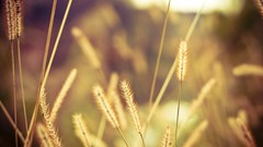 Macro grass autumn light