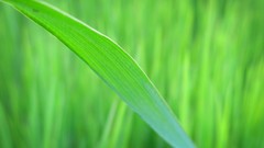 Macro grass blade