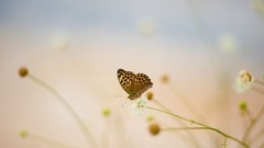 Macro grass Butterflies