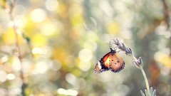 Macro grass Butterflies