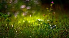 Macro grass depth of field