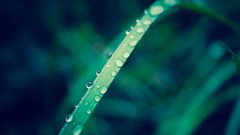 Macro grass dew