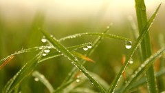 Macro grass dew Green