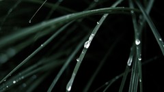 Macro grass dew water drops