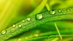 Macro grass dew water drops