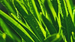Macro grass drops Green close-up