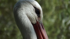 Macro grass eyes Swans zoo