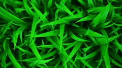 Macro grass Green