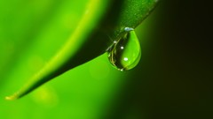 Macro grass Green water drops
