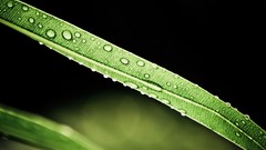 Macro grass Green water drops sunlight