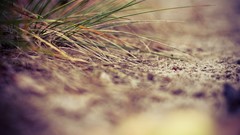 Macro grass ground