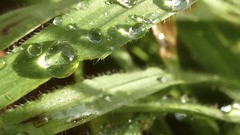 Macro grass love Green noise raindrops