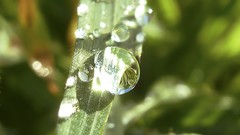 Macro grass love Green raindrops