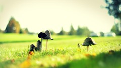Macro grass mushrooms