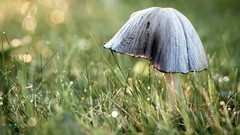 Macro grass mushrooms fungus