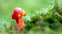 Macro grass mushrooms fungus depth of field
