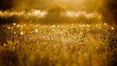 macro grass Plants field outdoors sunlight