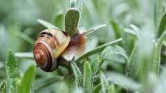 Macro grass snails molluscs