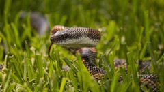 Macro grass snakes