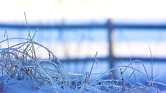 Macro grass snow winter