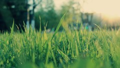 Macro grass summer light glare morning bokeh