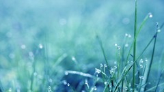 Macro grass water dew water drops