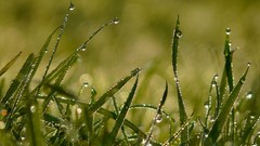 Macro grass water dew water drops