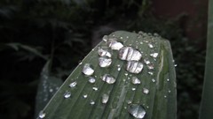 Macro grass water drops