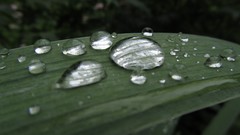 Macro grass water drops