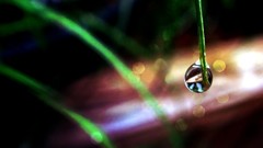 Macro grass water drops