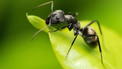 Macro Green ants