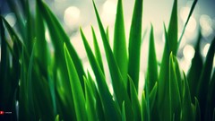 Macro Green bokeh blue