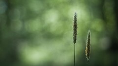 macro Green closeup blurred bokeh Plants
