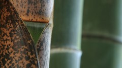 Macro Green Japan bamboo