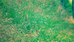 Macro Green Plants nature