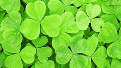 Macro Green shamrock