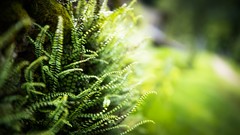 Macro Green switzerland Ferns