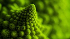 Macro Green vegetables natural broccoli Romanesco Broccoli