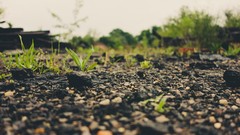 Macro ground warm colors