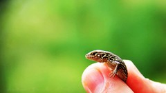 Macro hands lizards