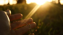 Macro hands sunlight