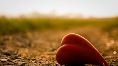 Macro Hearts symbol paths depth of field