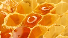 Macro honeycomb honey
